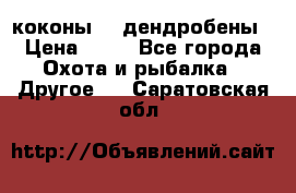 коконы    дендробены › Цена ­ 25 - Все города Охота и рыбалка » Другое   . Саратовская обл.